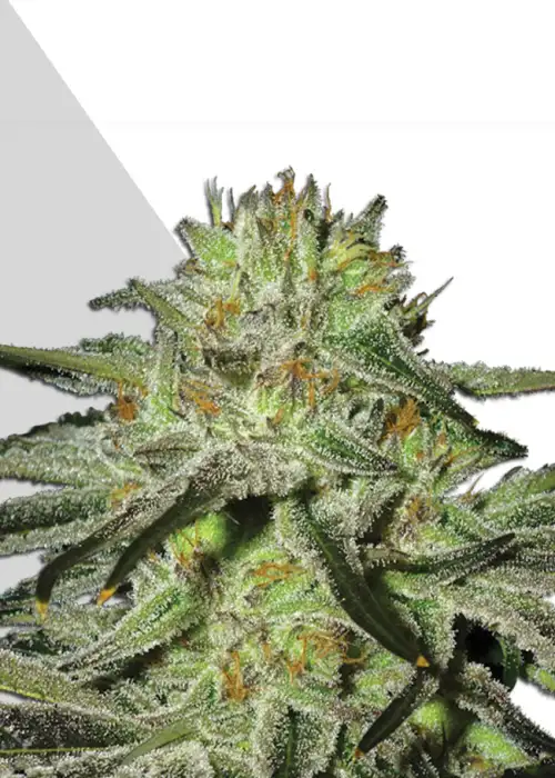 Kush Doctor by Auto Seeds, Autoflower cannabis strain