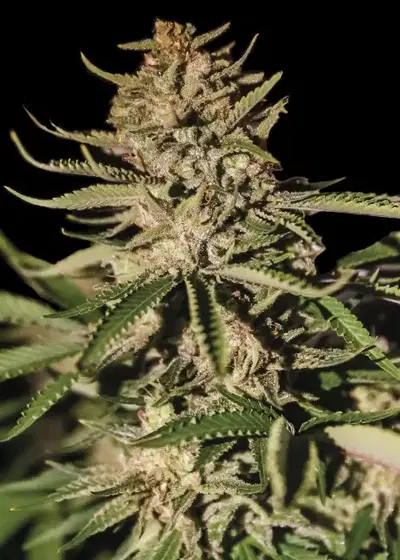 Kush Exclusive by Exclusive Seeds Bank, Photoperiod cannabis strain
