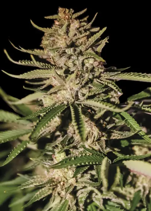 Kush Exclusive by Exclusive Seeds Bank, Photoperiod cannabis strain