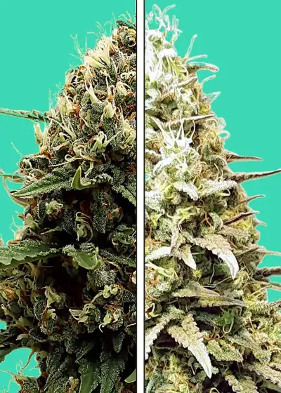 Kush Mints x Runtz by Nupeddler, Photoperiod cannabis strain