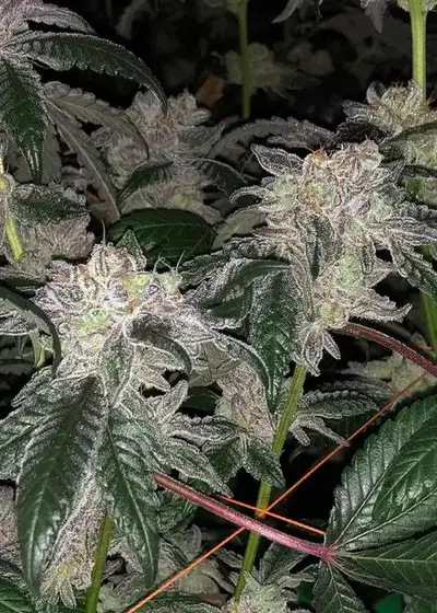 Kush Mints by Seed Junky Genetics, Photoperiod cannabis strain