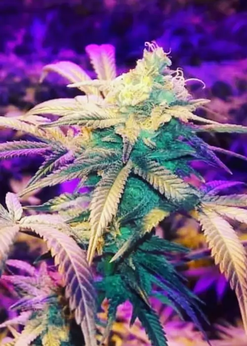 Kush’N’Cookies CBD by Garden of Green, Photoperiod cannabis strain