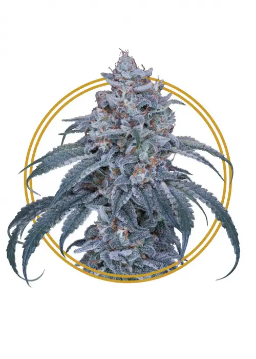 Kush S1 by Copenhagen Seed Company, Photoperiod cannabis strain