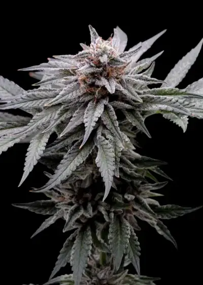 Kush T by The High Chameleon, Photoperiod cannabis strain