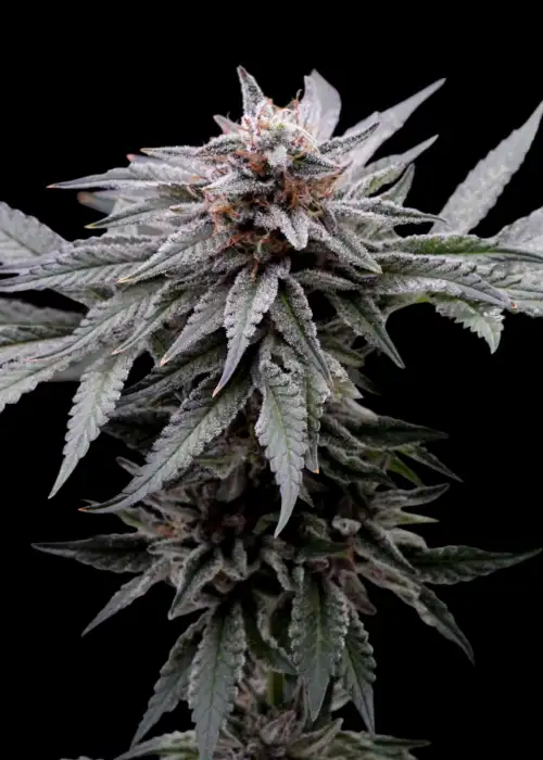 Kush T by The High Chameleon, Photoperiod cannabis strain