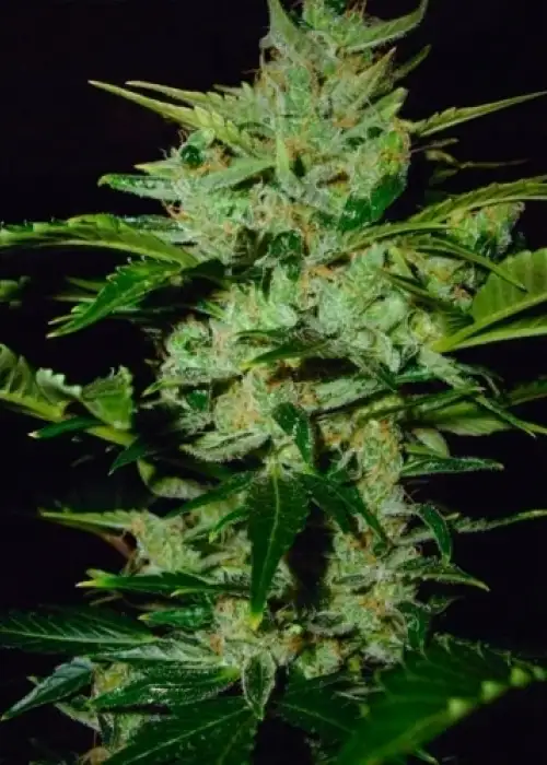 Kush Van Stitch by Flash Seeds, Autoflower cannabis strain