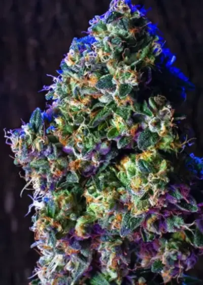 Kush by Grand Daddy Purp, Photoperiod cannabis strain