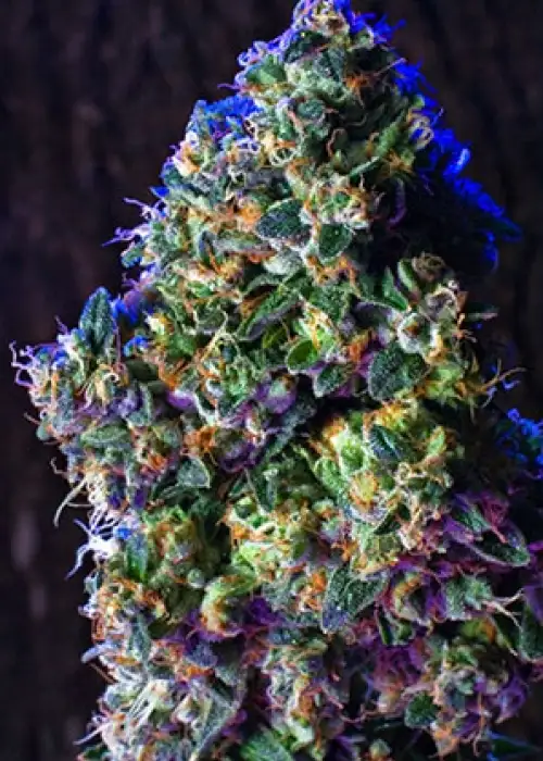 Kush by Grand Daddy Purp, Photoperiod cannabis strain
