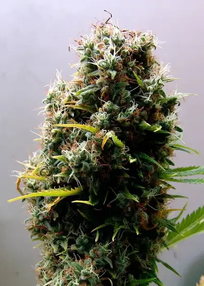 Kushadelic by Soma Seeds, Photoperiod cannabis strain