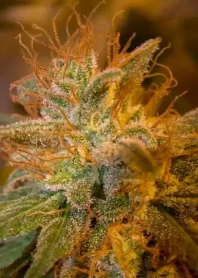 Kushberry by DNA Genetics, Photoperiod cannabis strain