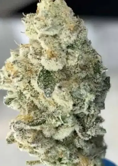 L.A. Banana Cake by BlackFarm Genetix, Photoperiod cannabis strain