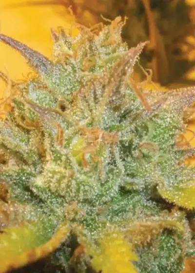 L.A. Cheese by Big Buddha Seeds, Photoperiod cannabis strain