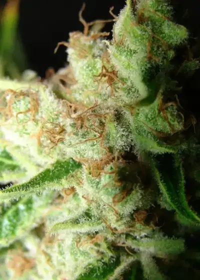 L.A. Ultra by Resin seeds, Photoperiod cannabis strain