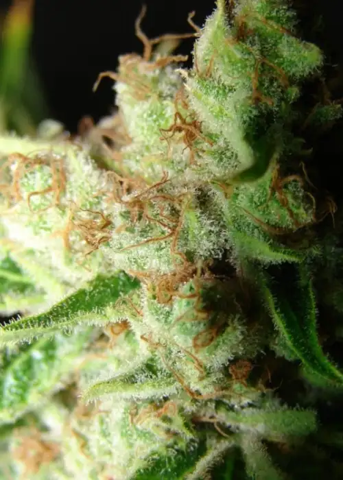 L.A. Ultra by Resin seeds, Photoperiod cannabis strain