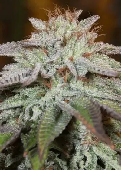 L.A. Vanilla Cake Auto by Silent Seeds, Autoflower cannabis strain