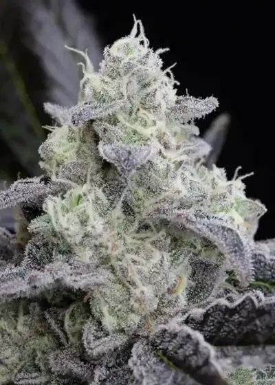 L.A.Vanilla Cake by Silent Seeds, Photoperiod cannabis strain