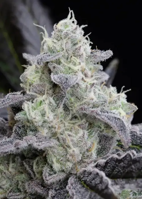 L.A.Vanilla Cake by Silent Seeds, Photoperiod cannabis strain