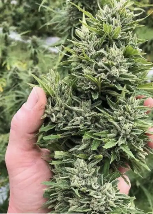 La Berna by Hoku Seed Co, Photoperiod cannabis strain