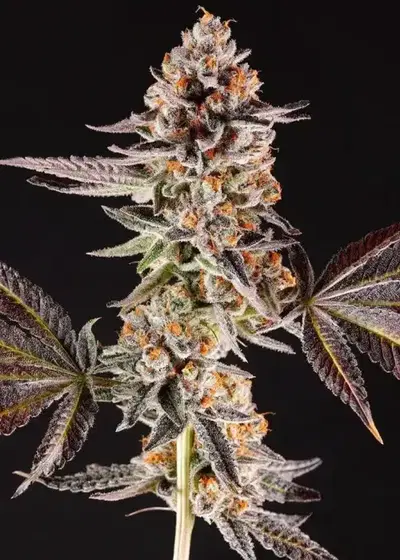La Bomba by Compound Genetics, Photoperiod cannabis strain