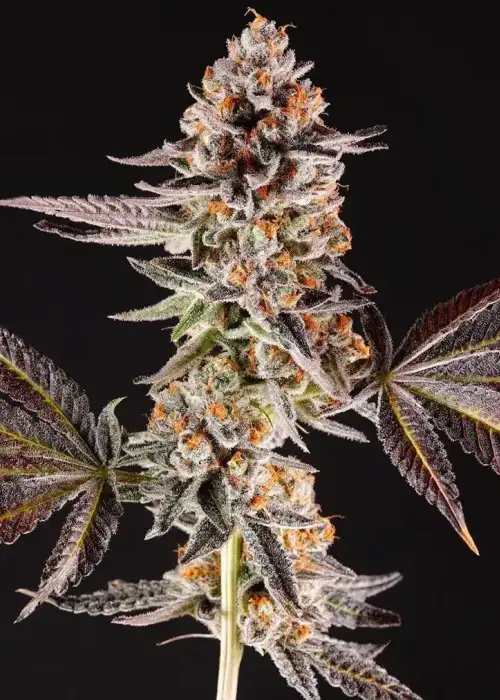 La Bomba by Compound Genetics, Photoperiod cannabis strain