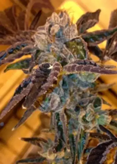LA Cookies by The Cali Connection, Photoperiod cannabis strain