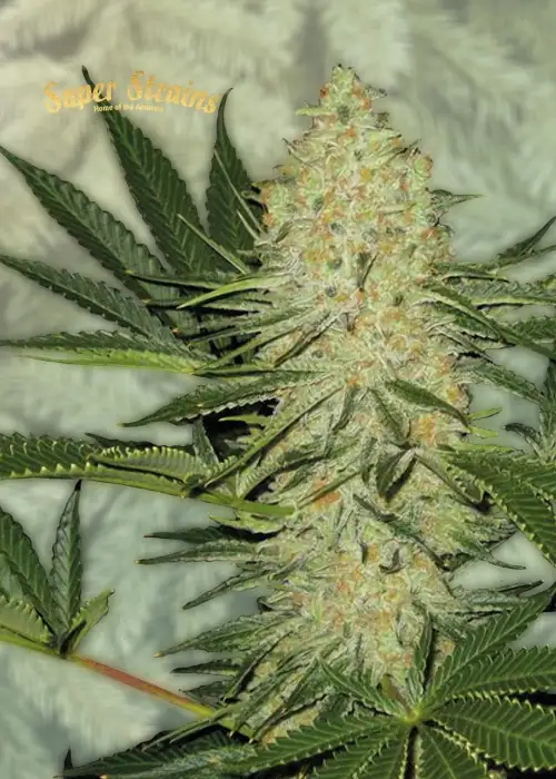 La Cucaracha by Super Strains, Photoperiod cannabis strain