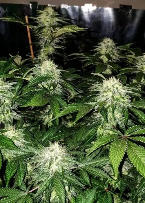 LA Fire by Pheno Finder Seeds, Photoperiod cannabis strain