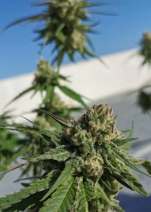 La Galleta by Gecko Seeds, Photoperiod cannabis strain