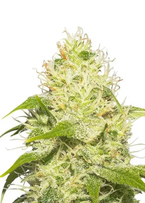 La Jefa by Super Strains, Photoperiod cannabis strain