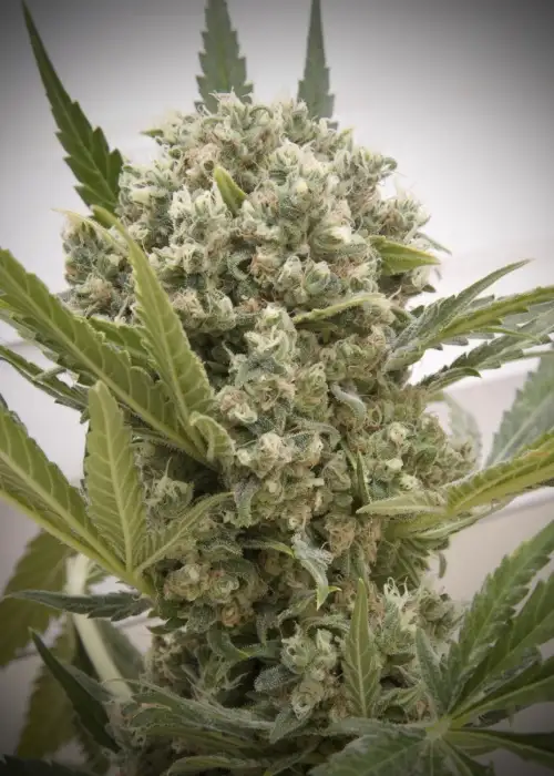 La Katana by Elite Seeds, Photoperiod cannabis strain