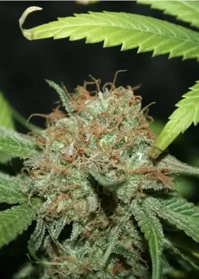 La Nina by Mr.Nice, Photoperiod cannabis strain