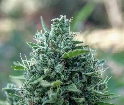 La Rica Auto CBD by Elite Seeds, Autoflower cannabis strain