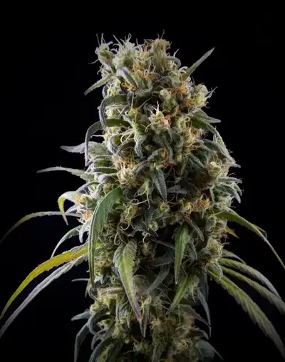 La Rica Classic CBD by Elite Seeds, Photoperiod cannabis strain