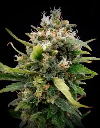 La Rica Classic THC by Elite Seeds, Photoperiod cannabis strain