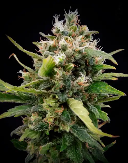 La Rica Classic THC by Elite Seeds, Photoperiod cannabis strain