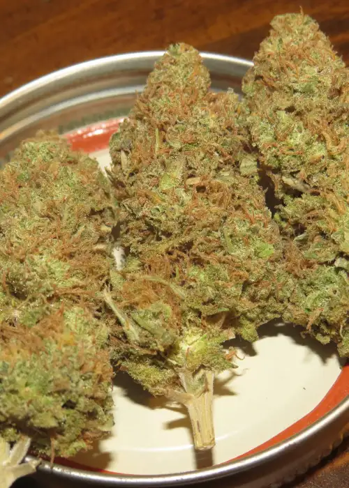 Lady Marmalade by Irie Genetics, Photoperiod cannabis strain
