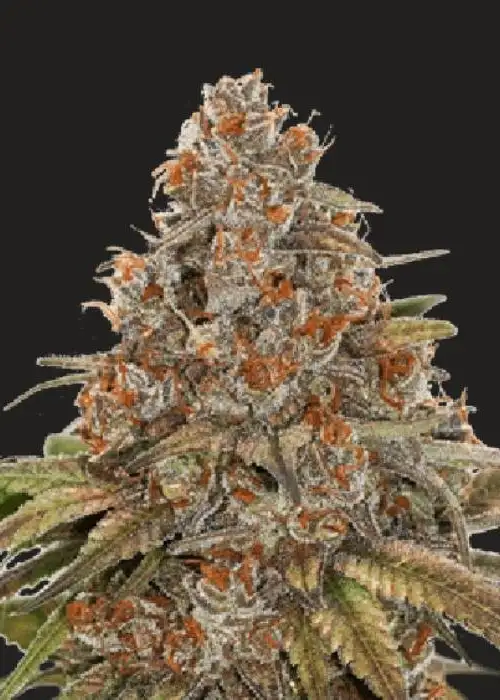 Laidback Lincoln Autoflower by President Seeds, Autoflower cannabis strain