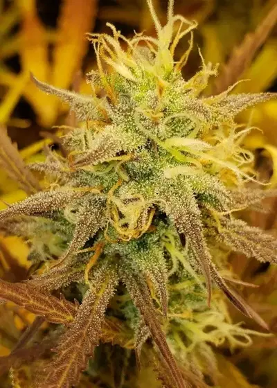 Lambs Breath Autoflower by Crop King Seeds, Autoflower cannabis strain