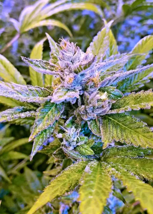 Lands End by Norstar Genetics, Photoperiod cannabis strain