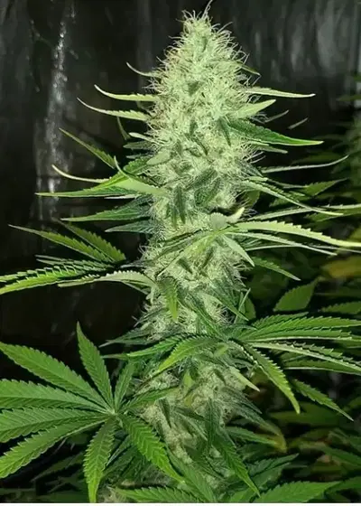 Landysh cannabis strain