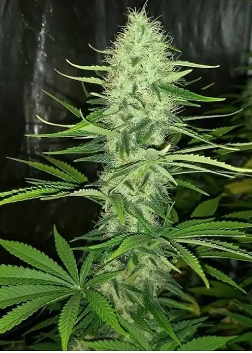Landysh by VIP Seeds, Photoperiod cannabis strain
