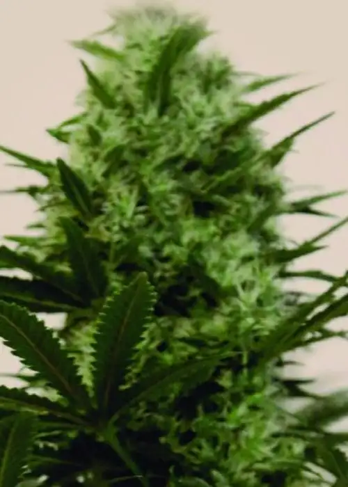 Langui Kush by The Kush Brothers, Photoperiod cannabis strain