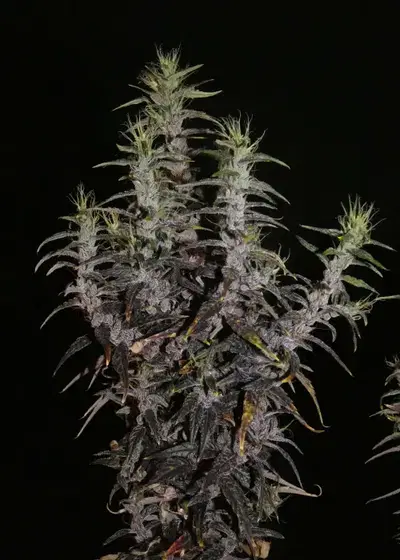 Lao Highland Tribe by Khalifa Genetics, Photoperiod cannabis strain