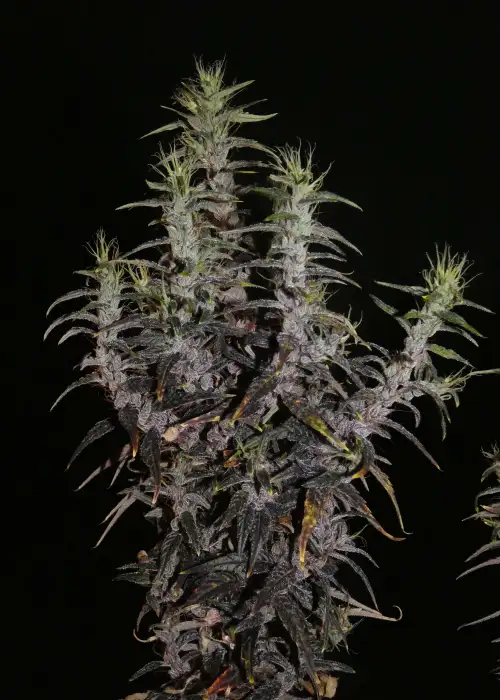 Lao Highland Tribe by Khalifa Genetics, Photoperiod cannabis strain