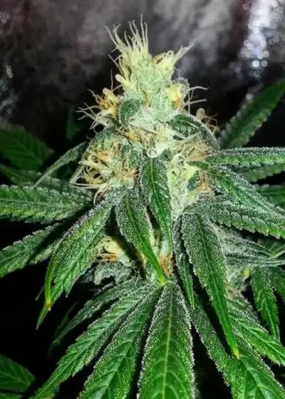 Larry Berry by Grand Daddy Purp, Photoperiod cannabis strain