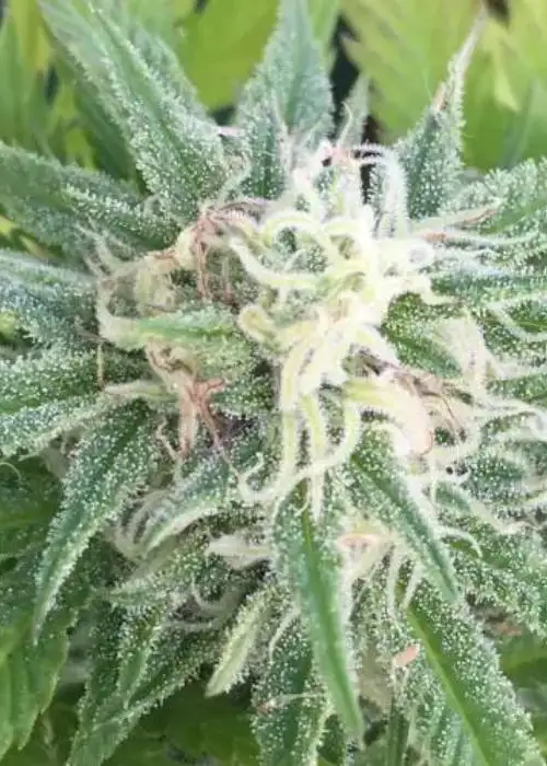 Larry OG by Herbies USA Express, Photoperiod cannabis strain