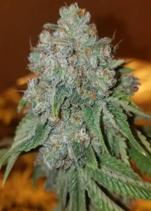Las Vegas Triangle Kush Feminized (LVTK) by Cannaventure Seeds, Photoperiod cannabis strain