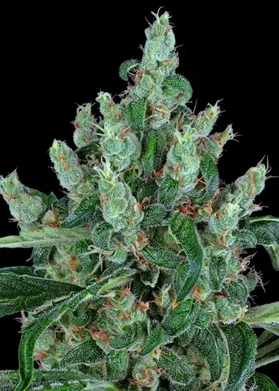 Laughing Buddha by Barney's Farm, Photoperiod cannabis strain