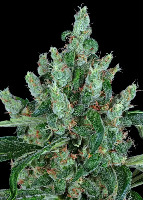 Laughing Buddha by Barney's Farm, Photoperiod cannabis strain