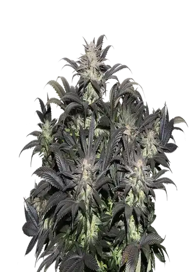 Lava Freeze by Super Sativa Seed Club, Photoperiod cannabis strain